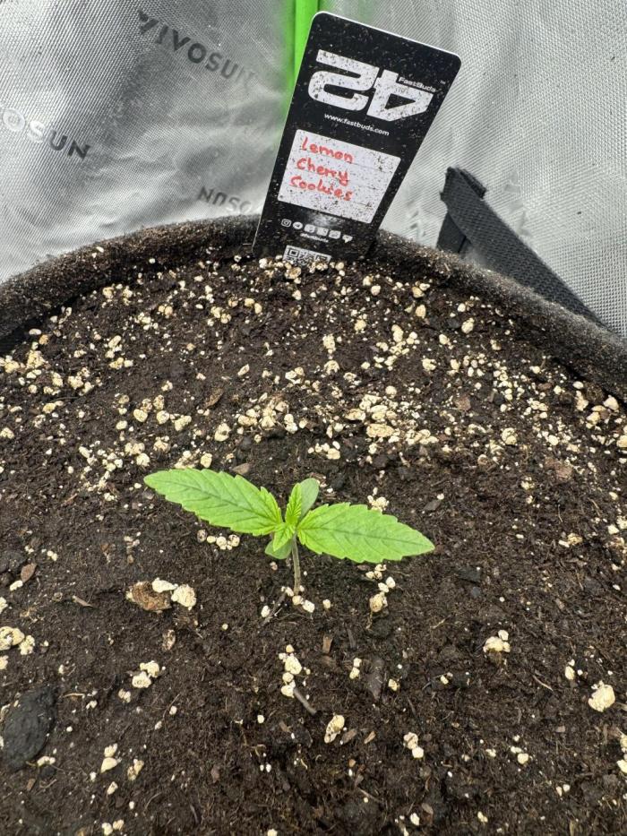 Lemon Cherry Cookies. Week 1