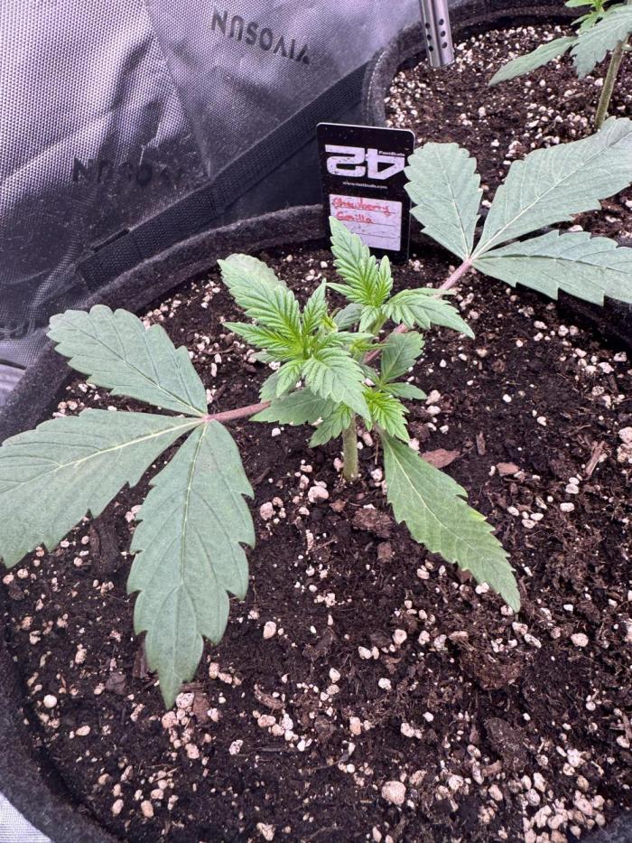 StrawberryGorilla. Week 2