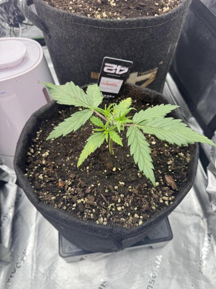 Cinderella „DisneyGrow“. Week 2