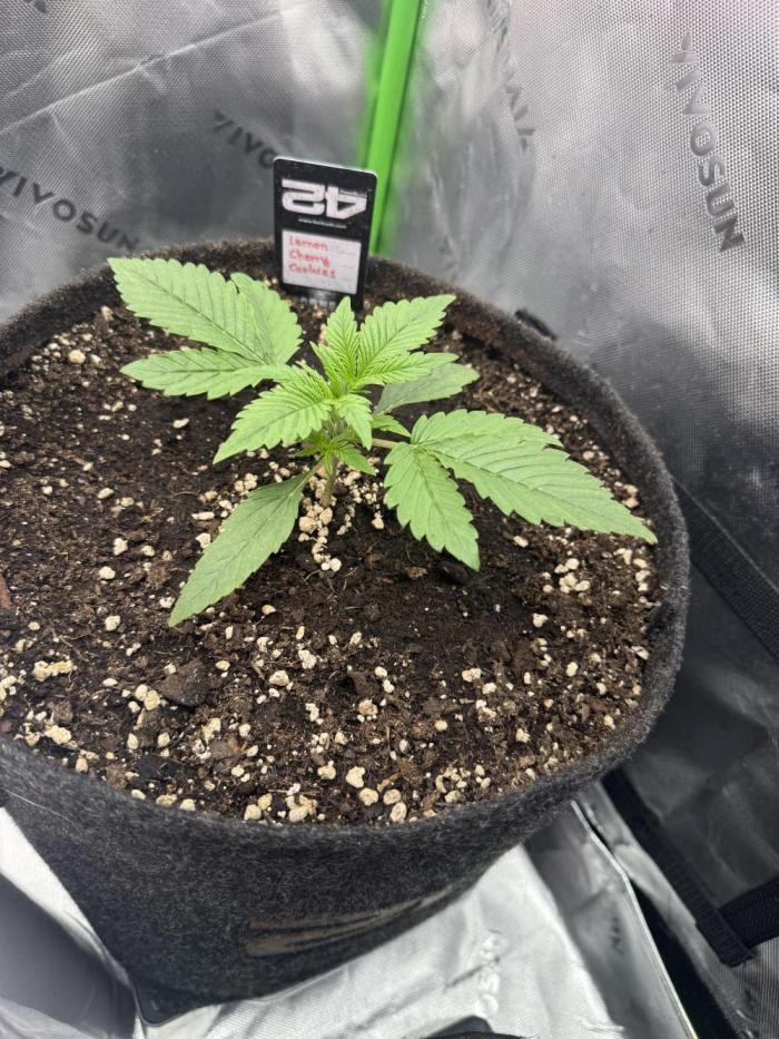 Lemon Cherry Cookies. Week 2