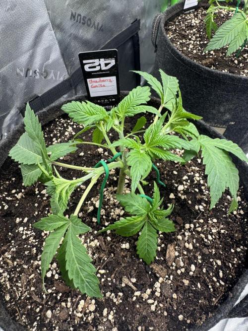 StrawberryGorilla. Week 3
