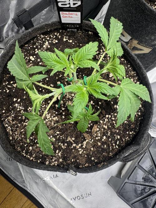StrawberryGorilla. Week 3