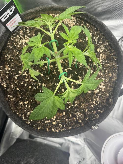 Tropicana Cookies. Week 3