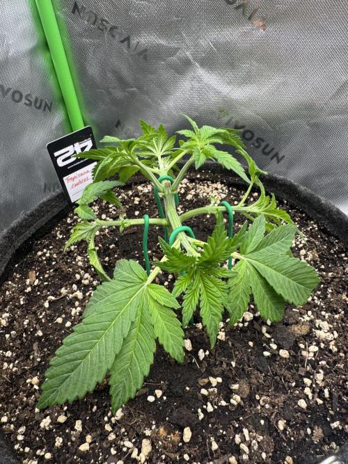 Tropicana Cookies. Week 3