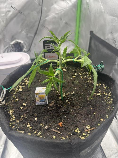 Cinderella „DisneyGrow“. Week 3