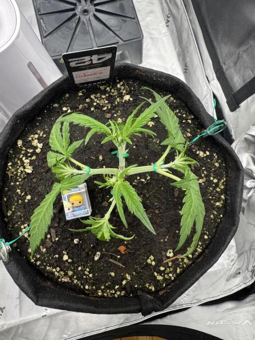 Cinderella „DisneyGrow“. Week 3