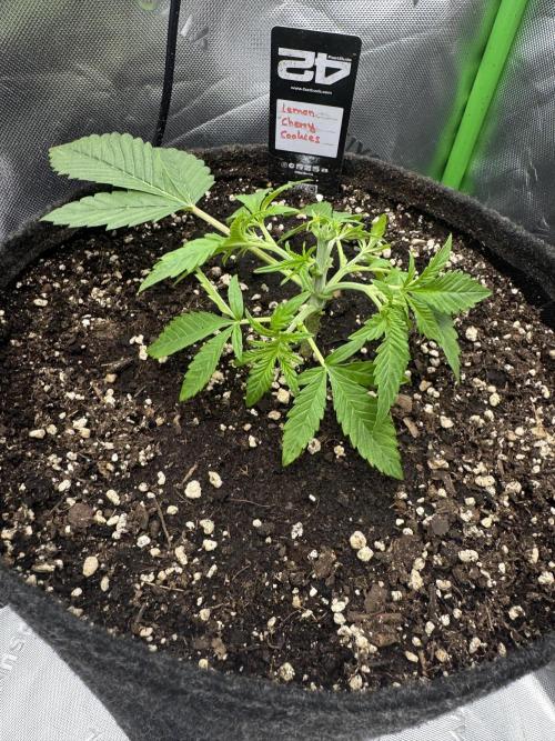 Lemon Cherry Cookies. Week 3