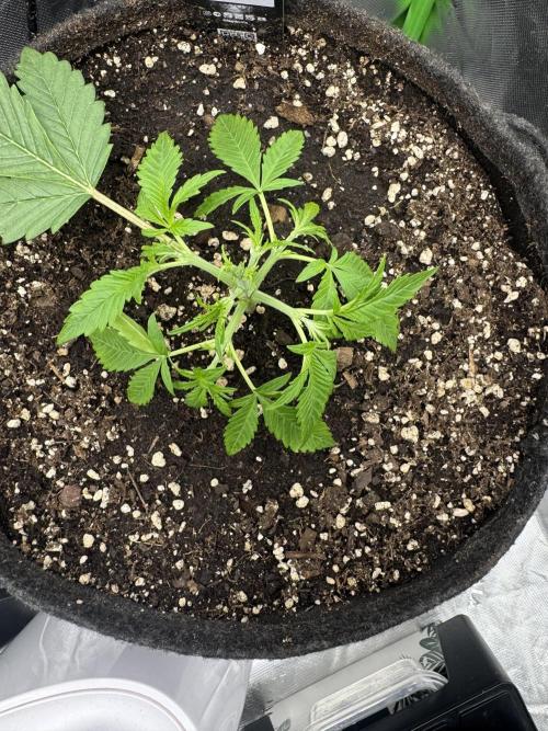 Lemon Cherry Cookies. Week 3