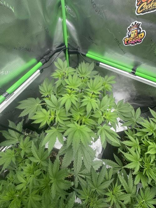 Tropicana Cookies. Week 4