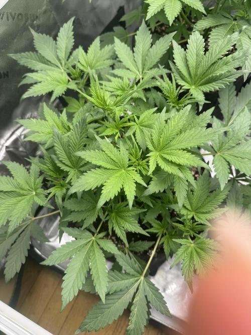 StrawberryGorilla. Week 4