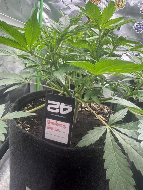 StrawberryGorilla. Week 4