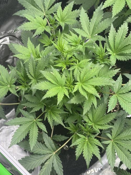 StrawberryGorilla. Week 4