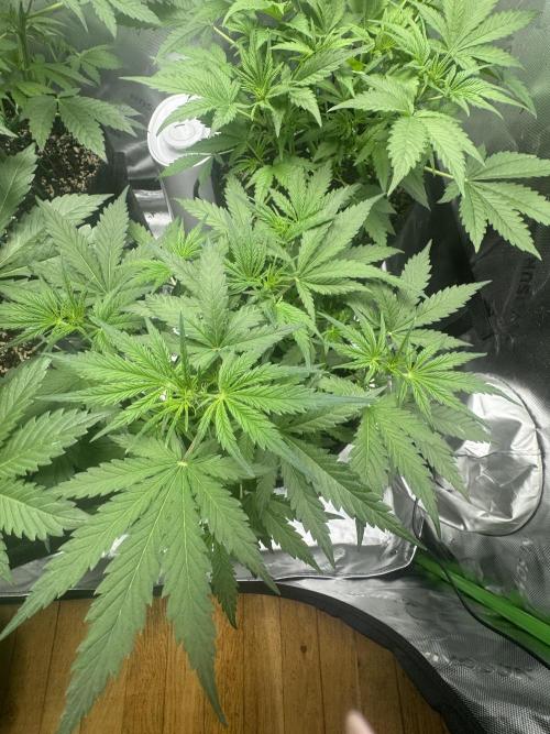 Cinderella „DisneyGrow“. Week 4