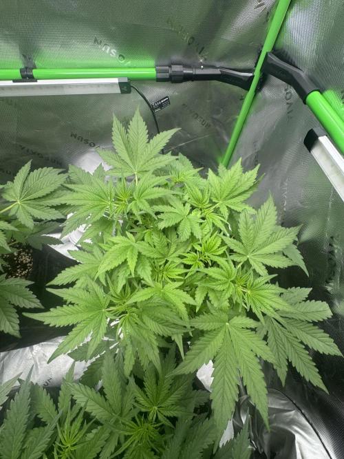 Lemon Cherry Cookies. Week 4