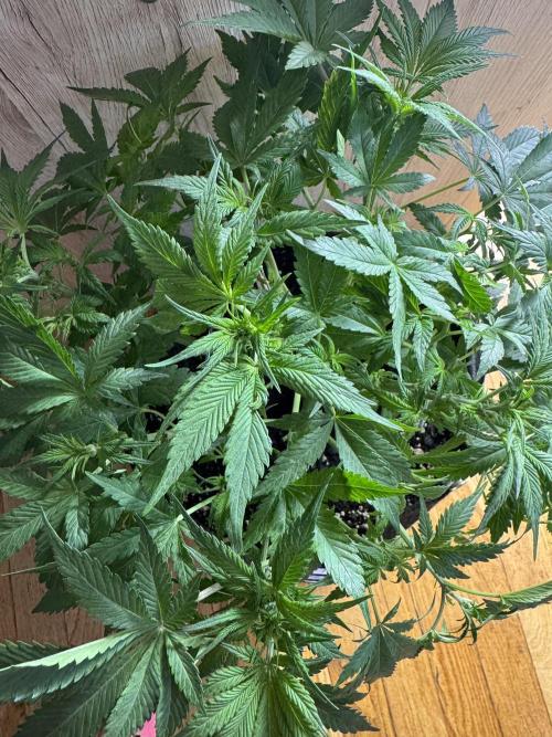 StrawberryGorilla. Week 5