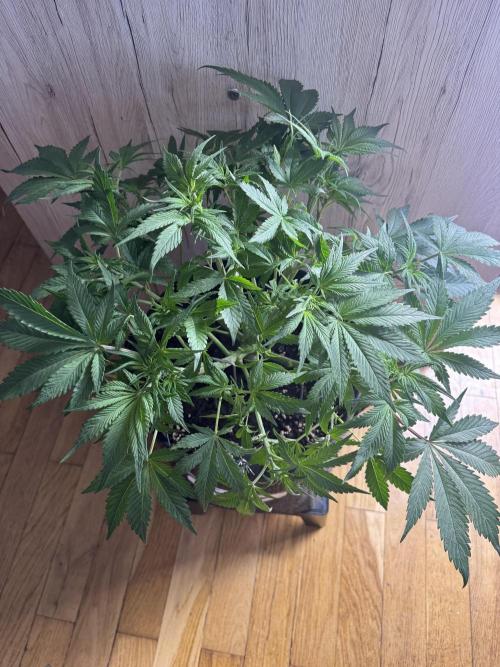 StrawberryGorilla. Week 5