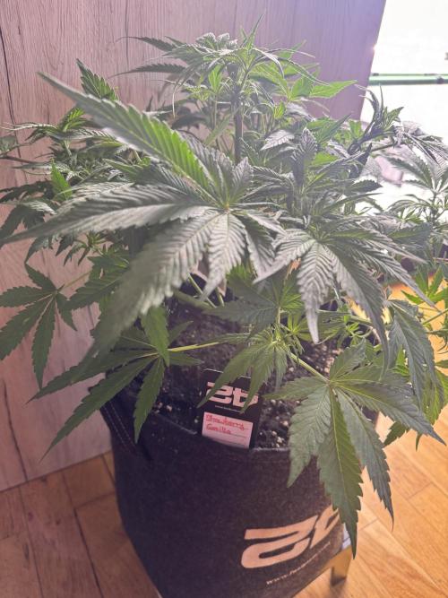 StrawberryGorilla. Week 5