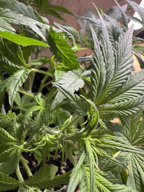 StrawberryGorilla. Week 5