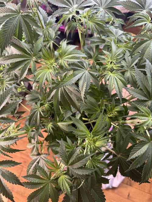 Tropicana Cookies. Week 5