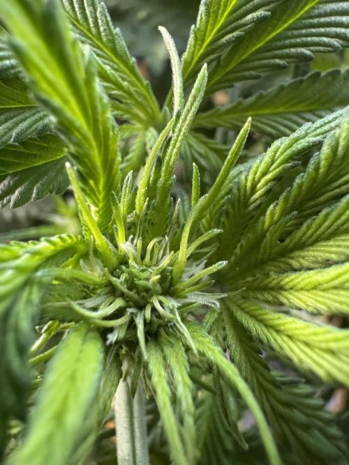 Tropicana Cookies. Week 5