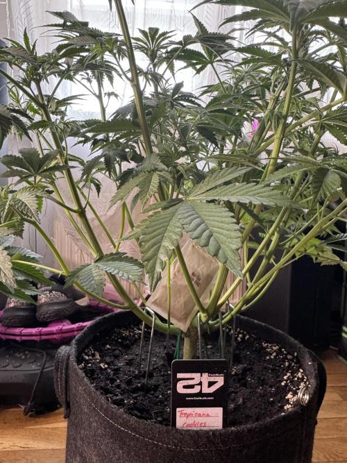 Tropicana Cookies. Week 5