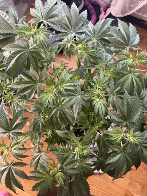 Tropicana Cookies. Week 5