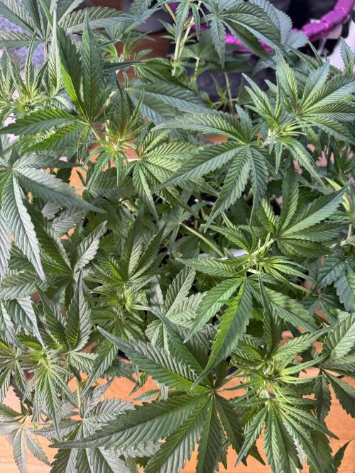 Lemon Cherry Cookies. Week 5