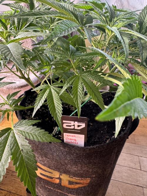 Lemon Cherry Cookies. Week 5