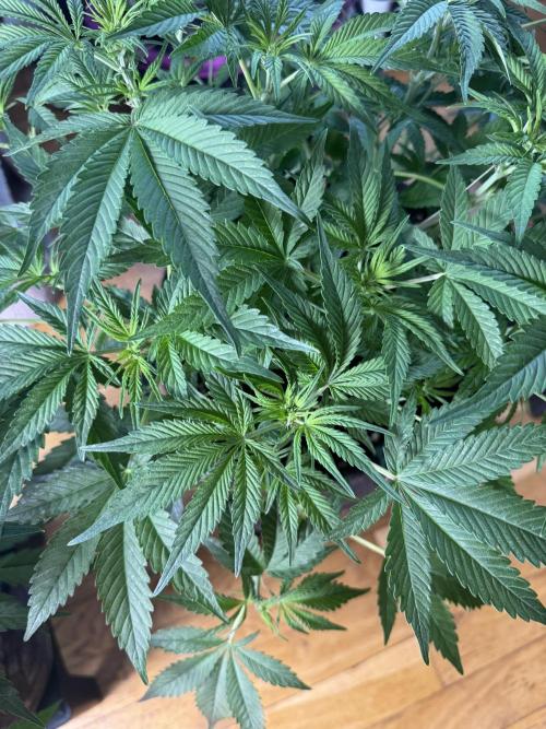 Lemon Cherry Cookies. Week 5