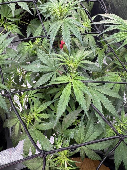 Cinderella „DisneyGrow“. Week 5