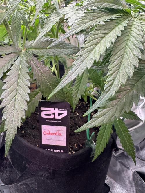 Cinderella „DisneyGrow“. Week 5