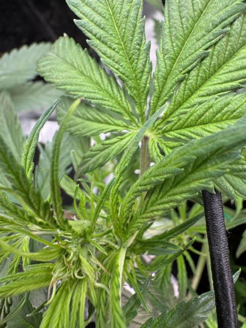 Cinderella „DisneyGrow“. Week 5