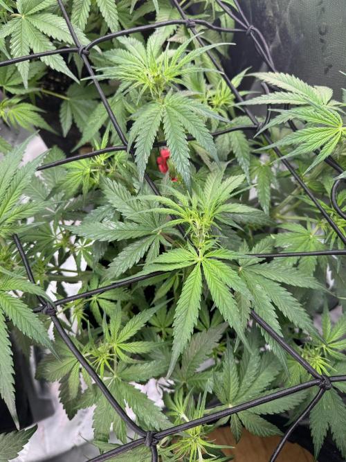 Cinderella „DisneyGrow“. Week 5