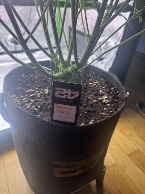 Tropicana Cookies. Week 6