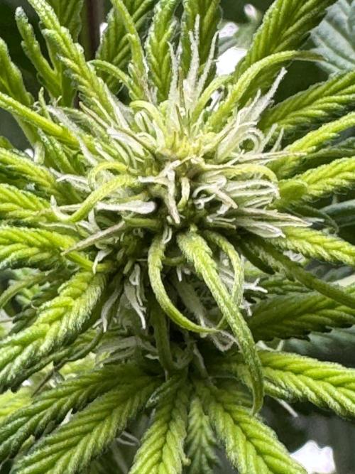 Tropicana Cookies. Week 6