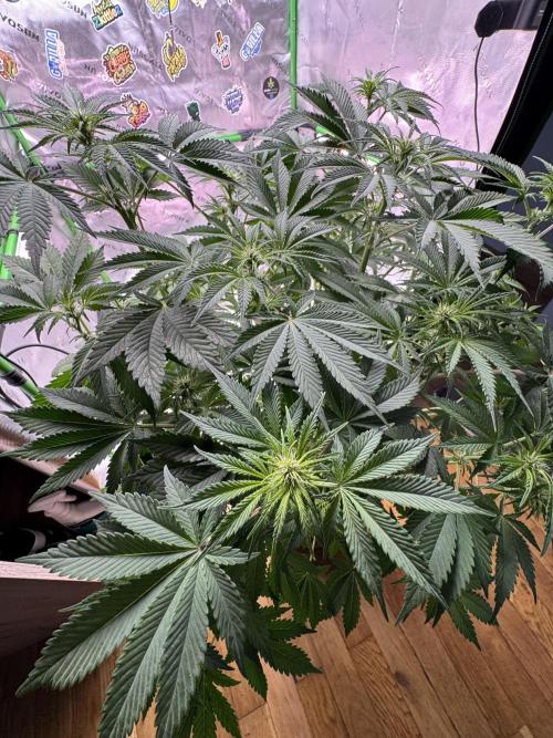 Tropicana Cookies. Week 6