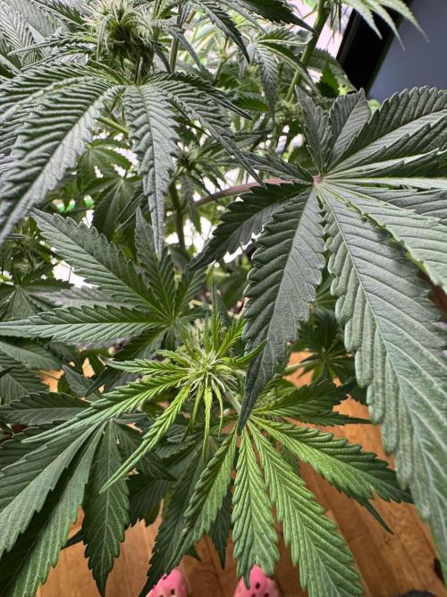 Tropicana Cookies. Week 6