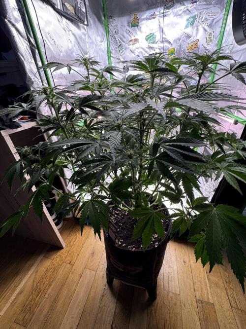 Tropicana Cookies. Week 6