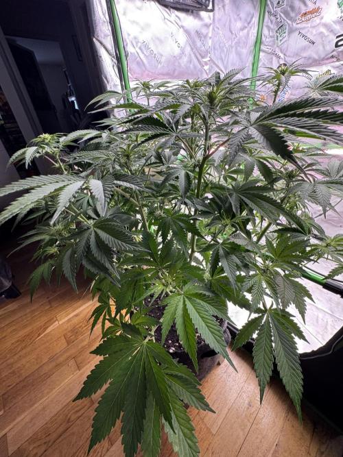 Tropicana Cookies. Week 6