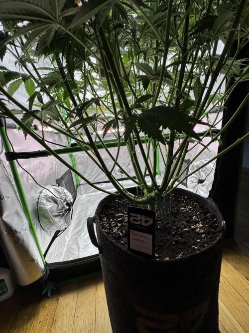 Tropicana Cookies. Week 6