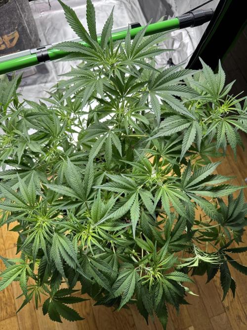 Lemon Cherry Cookies. Week 6