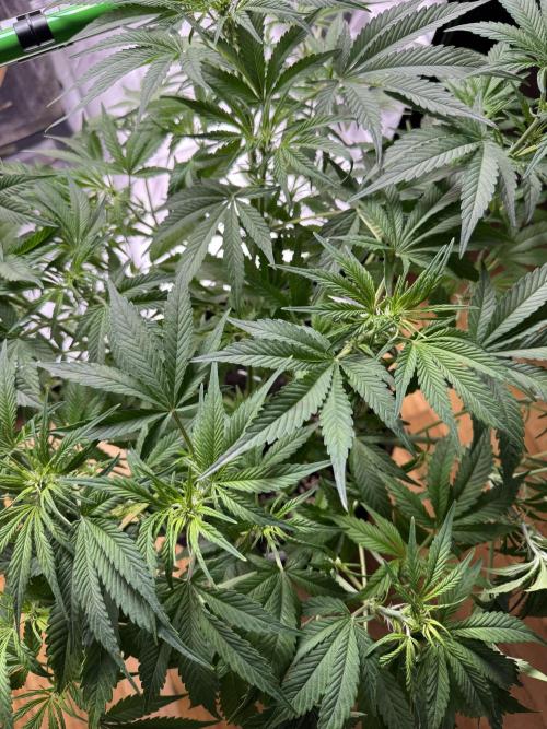 Lemon Cherry Cookies. Week 6