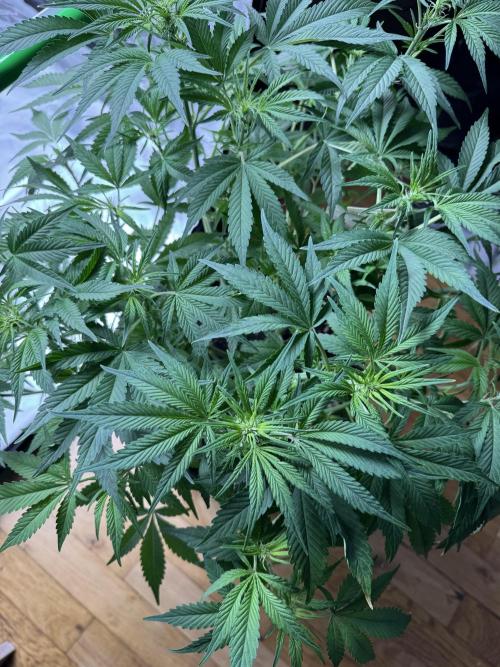 Lemon Cherry Cookies. Week 6