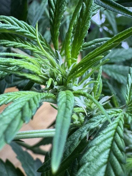 Lemon Cherry Cookies. Week 6