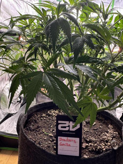 StrawberryGorilla. Week 6