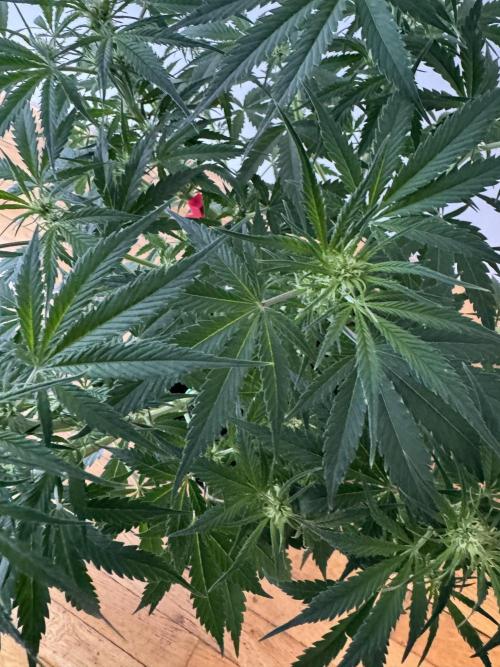 Cinderella „DisneyGrow“. Week 6