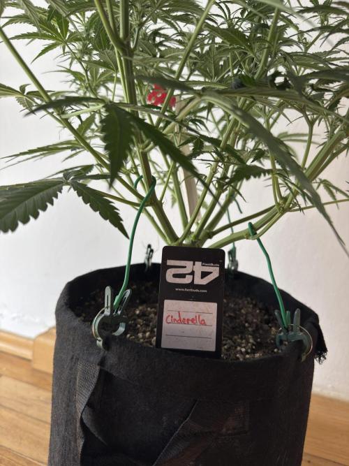 Cinderella „DisneyGrow“. Week 6