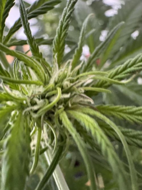 Cinderella „DisneyGrow“. Week 6