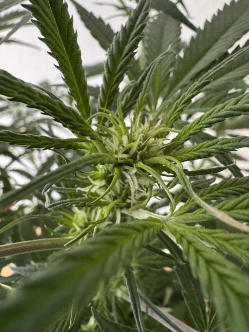 Cinderella „DisneyGrow“. Week 6