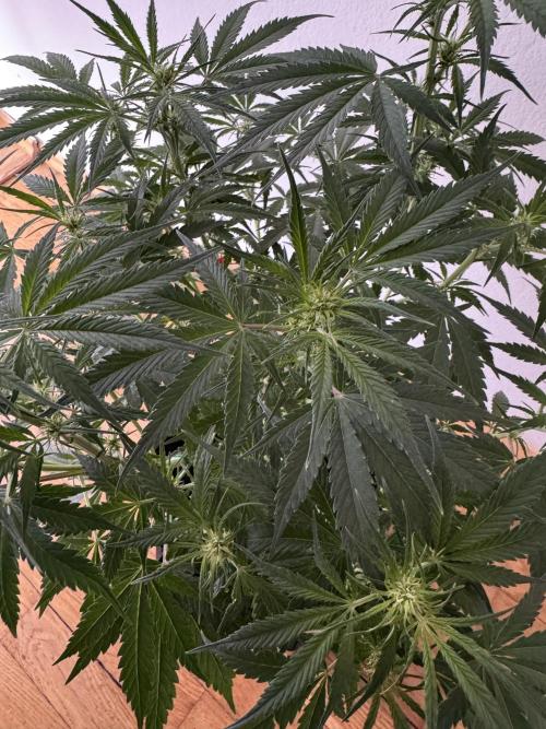 Cinderella „DisneyGrow“. Week 6